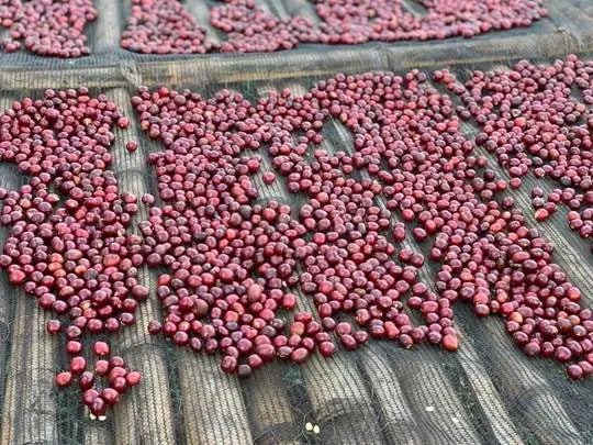 Café de especialidad de Etiopía "Chita" 86 SCA
