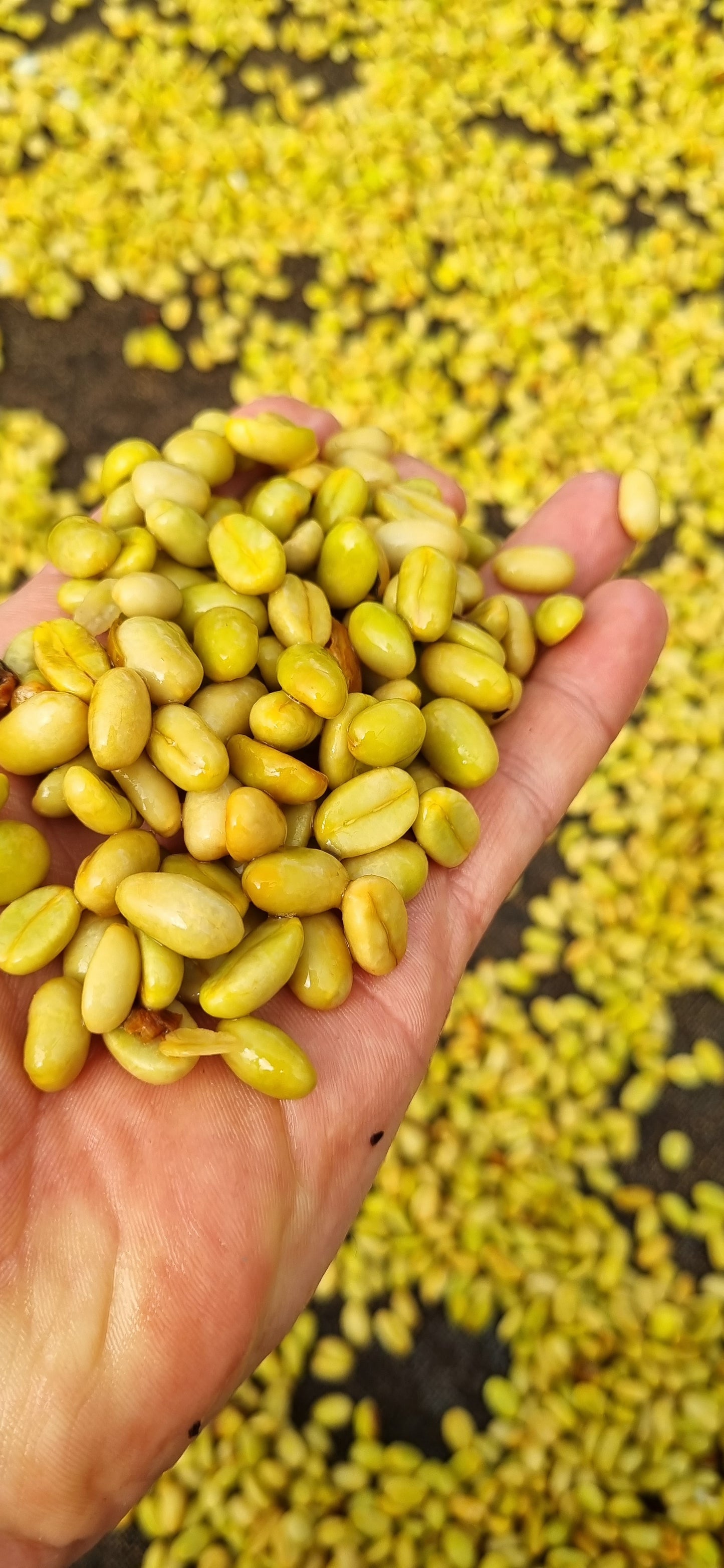 Café de especialidad de Colombia Lavado con fermentación "Lynx" 86,5 SCA