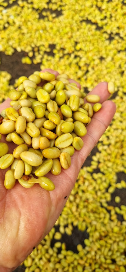 Café de especialidad de Colombia Lavado con fermentación "Lynx" 86,5 SCA