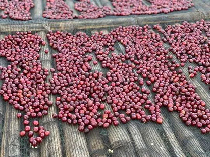 Café de especialidad de Etiopía "Chita" 86 SCA