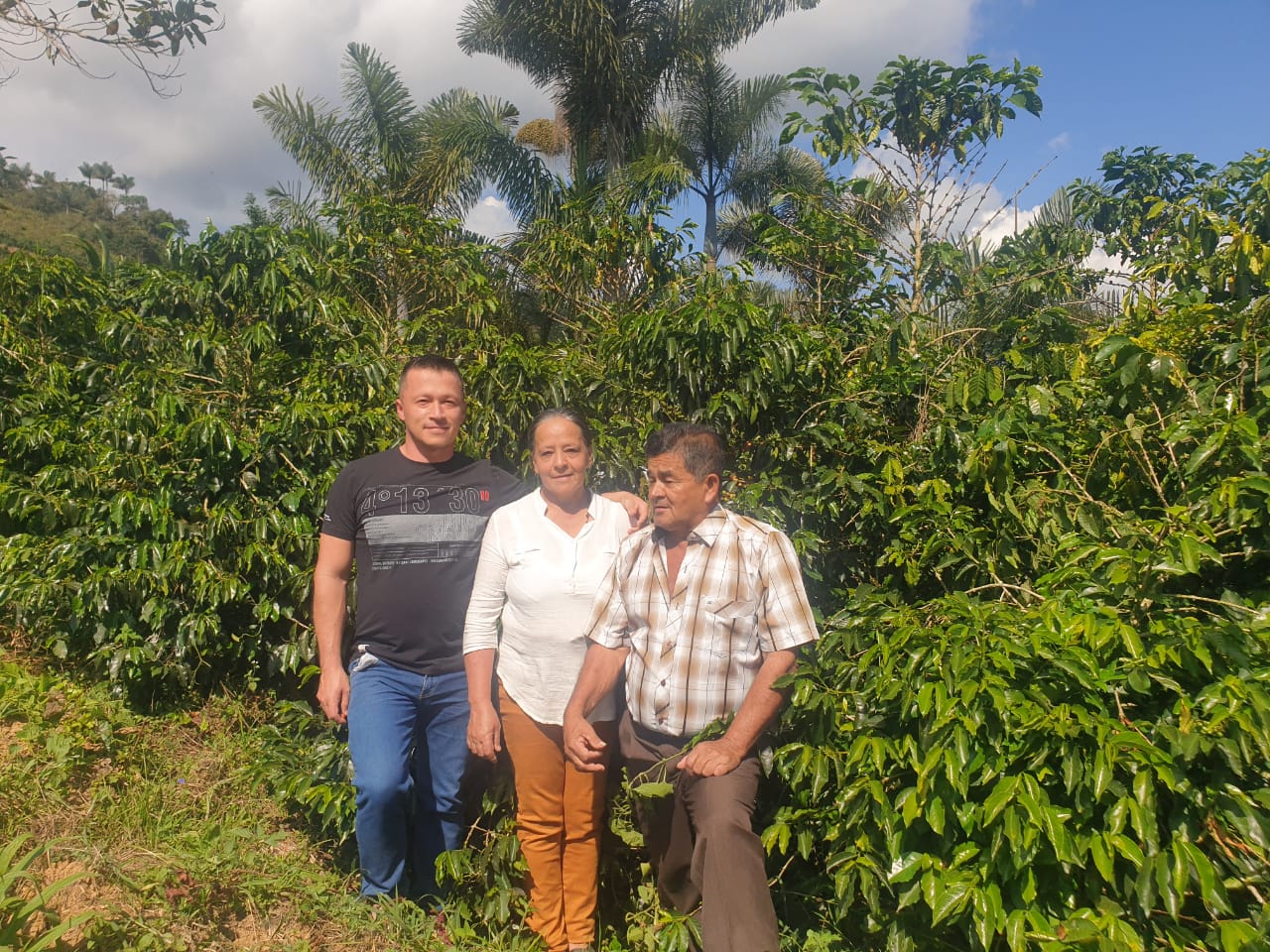 Café de especialidad de Colombia Lavado con fermentación "Lynx" 86,5 SCA