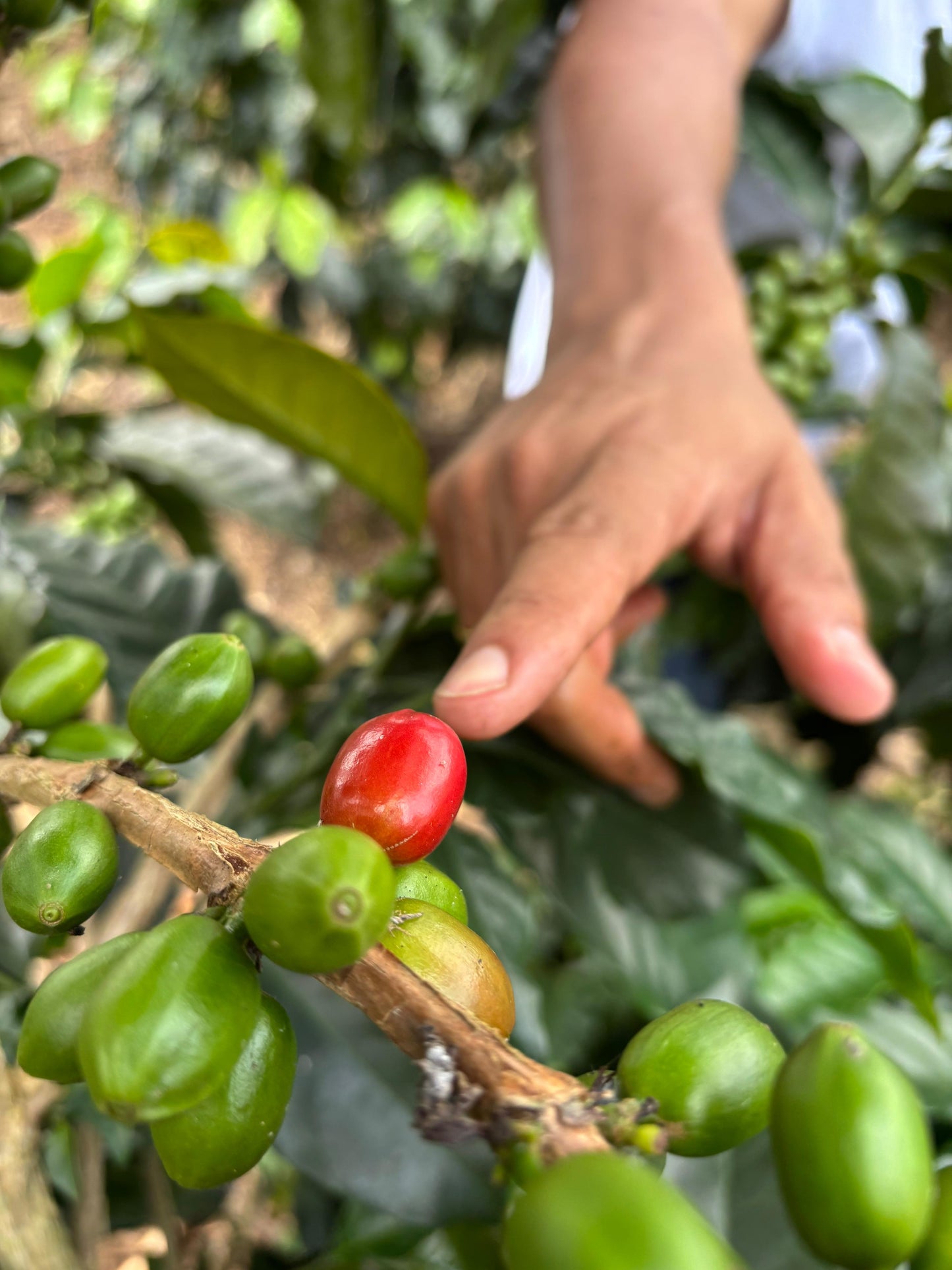 Café de especialidad de Colombia Lavado con fermentación "Lynx" 86,5 SCA