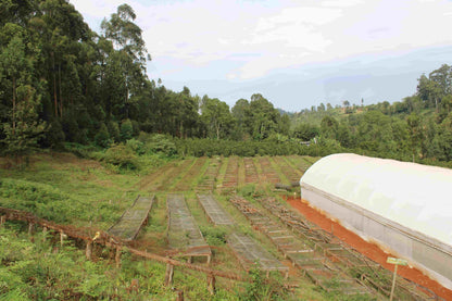 NUEVO Café de especialidad de Kenia "Bombay" 87,25 SCA