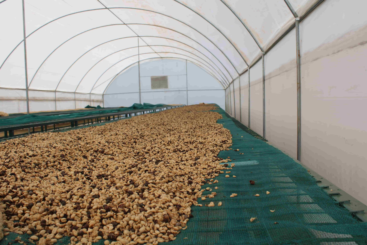 NUEVO Café de especialidad de Kenia "Bombay" 87,25 SCA