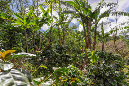 Café de especialidad de Nicaragua Lavado "Bengal" 86,5 SCA