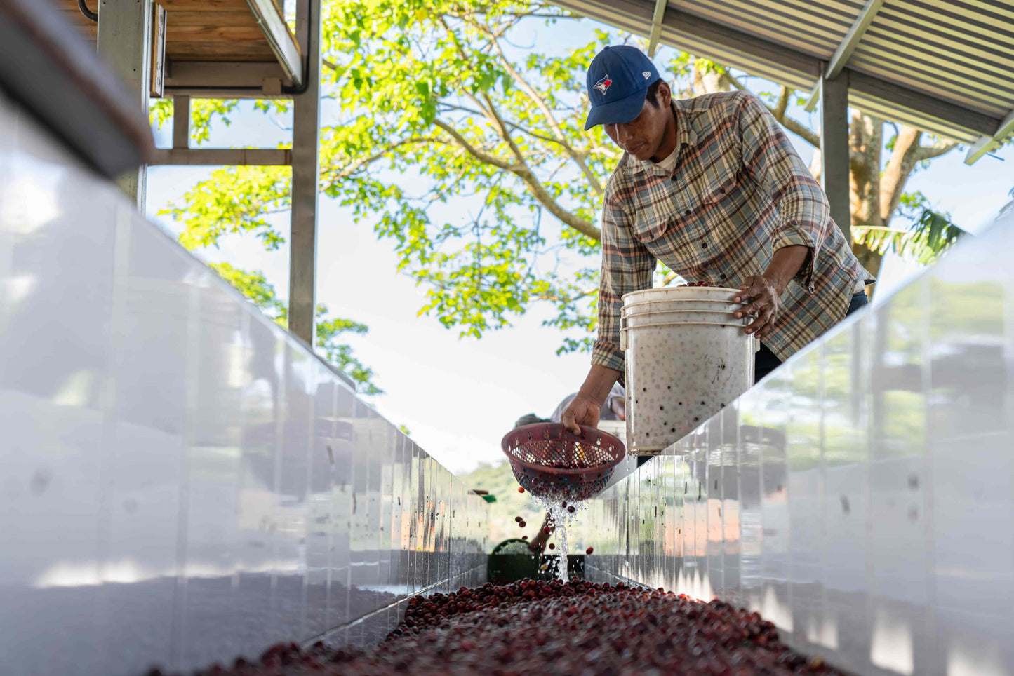 Café de especialidad de Nicaragua Lavado "Bengal" 86,5 SCA