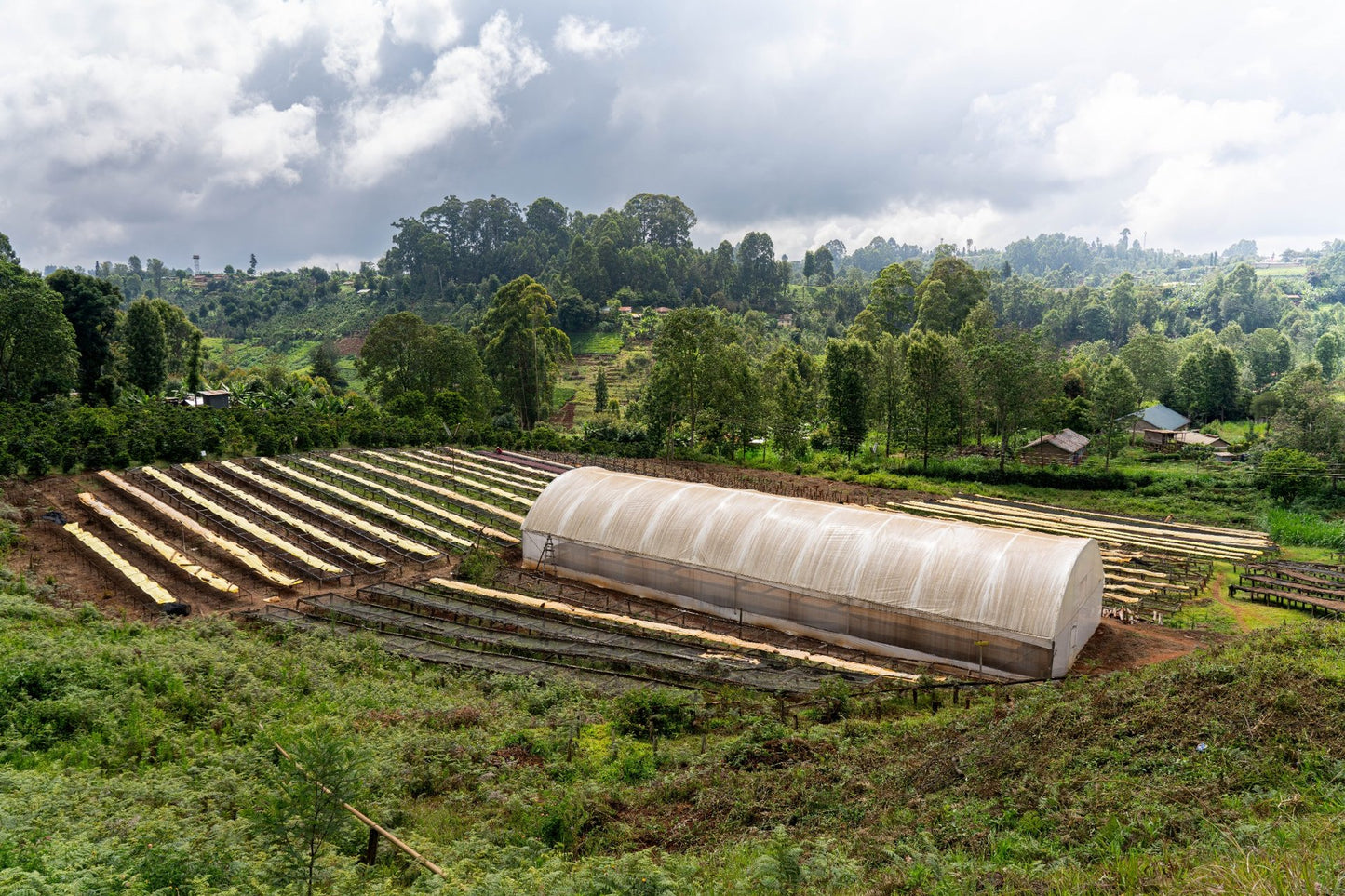NUEVO Café de especialidad de Kenia "Bombay" 87,25 SCA