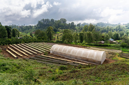 NUEVO Café de especialidad de Kenia "Bombay" 87,25 SCA