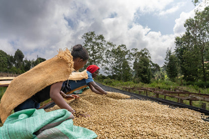 NUEVO Café de especialidad de Kenia "Bombay" 87,25 SCA